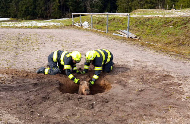Kůň se propadl do starého dolu, hasiči pět hodin bojovali o jeho život