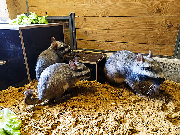 Jsou jen v Liberci. V zoologické zahradě se narodila mláďata viskač