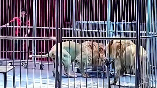 VIDEO: V čínském cirkusu unikli lvi z klece, vběhli mezi diváky