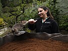 Specialistka na péi o divokou zv v zoo v San Diegu Lauren Credidio dává...