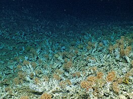 V�dci doposud v��ili, �e jediný útes na Galapágách, který p�e�il klimatický jev...