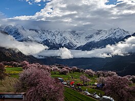 Kvetoucí broskvon v Tibetu (5. dubna 2023)