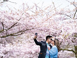 Jaro v Londýn. Zamilovaný pár si poizuje selfie v parku plném kvetoucích...