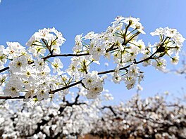 Kvetoucí hrun v ínském mst ching-tao (7. dubna 2023)