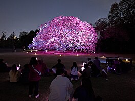 Lidé si vychutnávají pohled na nasvícenou kvetoucí tee v Tokiu. (10. dubna...