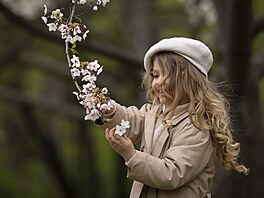 Jaro v Rumunsku. Holika si prohlíí kvty stromu v japonské zahrad v...