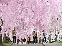 Jaro v Japonsku. Lidé se procházejí pod kvetoucími tenmi ve mst Kitakata....