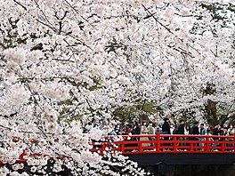 Jaro v Japonsku. Lidé se procházejí pod kvetoucími tenmi ve mst Hirosaki....