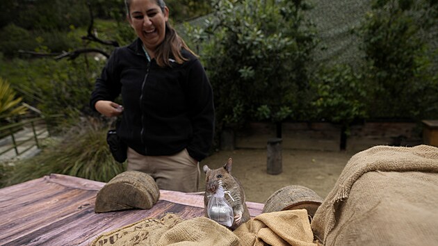 Specialistka na pi o divokou zv v zoo v San Diegu Lauren Credidiov sleduje, jak Runa, africk ob krysa, hled sek hemnkovho aje bhem prezentace jejch dovednost. (13. dubna 2023)
