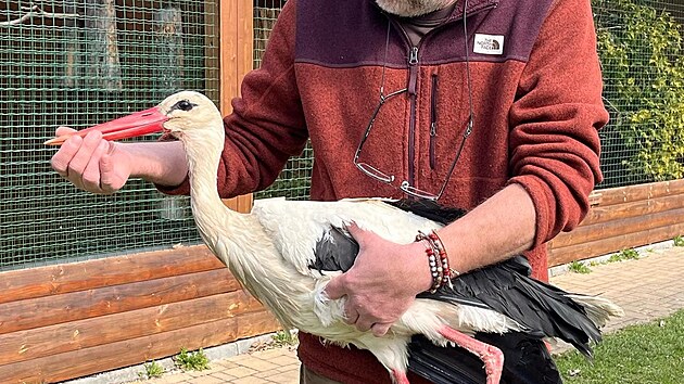 Libor �ejna dr�� ��pa, kter�ho vysvobodil ze �elez nastra�en�ch u rybn�ka v Radomy�li.