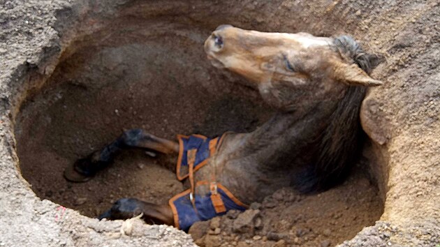 Zchrana kon, kter se v Pebuzi na Sokolovsku propadl do starho dlnho dla.