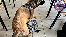 Policejní pes našel v batohu jedné ze studentek sušenou marihuanu. (4. dubna... | na serveru Lidovky.cz | aktuální zprávy