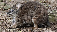 Oproti klokan�m rudým jsou klokani parma spí�e samotá�i a ob�as jsou k sob�...