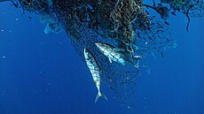 Lidé z institutu Ocean Voyages odstraují z Tichého oceánu rybáské sít a...