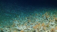 V�dci doposud v��ili, �e jediný útes na Galapágách, který p�e�il klimatický jev...