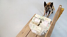 Úkol spln�n. Vycvi�ení psi v�dí, �e po takovém nálezu p�ichází zaslou�ená...