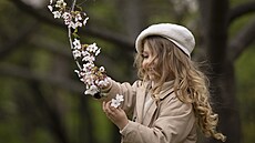 Jaro v Rumunsku. Hol�i�ka si prohlí�í kv�ty stromu v japonské zahrad� v...