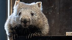 tyletá Winkleigh se po svém píjezdu do Zoo Praha stala první samicí vombata...