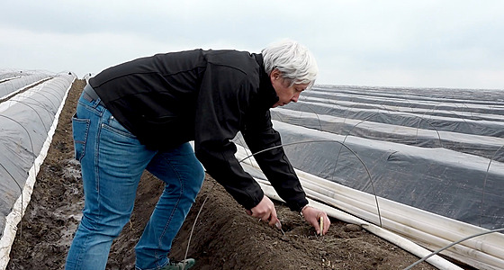 Jednatel firmy Český chřest Jiří Šafář při sklízení.