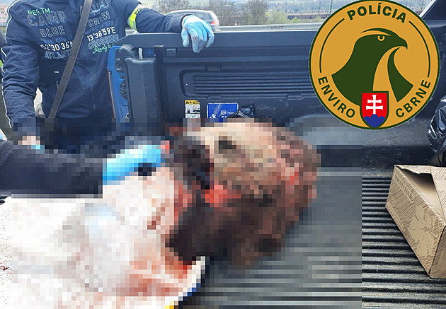 Češi zastřelili na Slovensku medvěda. Rozporcované zvíře našla policie v autě