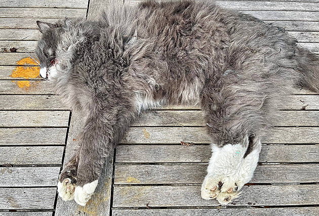 Neznámý střelec zabíjí v Otrokovicích kočky, lidé se je bojí pouštět ven