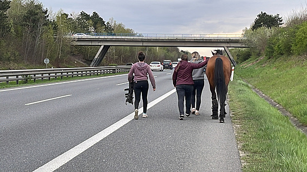 Provoz na dálnici D11 blokovali dva koně, utekli z převráceného přívěsu