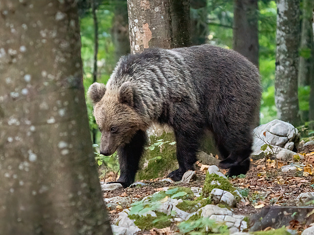 Na Slovensku opět útočil medvěd, zraněný muž a žena se schovali v kolibě