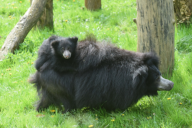 Ve zlínské zoo odchovali mládě medvěda pyskatého, už dovádí ve výběhu