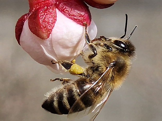 Pilný jako včelka, či líný jako veš. Mají zvířecí úsloví reálný základ?