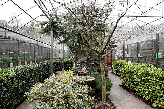 Kvůli byznysu budou z papoušků za pár generací slepice, bojí se šéf zoo