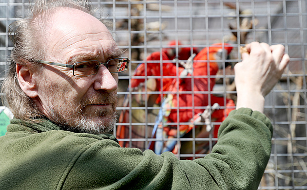 Kvůli byznysu budou z papoušků za pár generací slepice, bojí se šéf zoo