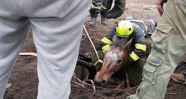 V Lysé nad Labem spadl kůň do skruže s vodou, hasiči ho zdvihli jeřábem