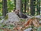 Medvd hndý je na Slovensku chránnou elmou. (ilustraní snímek)