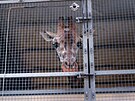 Samice �irafy ve speci�ln�m transport�ru pro �irafy na cest� do Liberce.