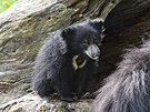 Same�ek medv�da pyskat�ho se ve zl�nsk� zoo narodil na konci roku 2022. Dosud...