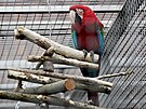 Do papouí zoo v Boovicích na Vykovsku ron zavítá a 50 tisíc návtvník....