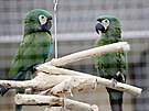 Do papouí zoo v Boovicích na Vykovsku ron zavítá a 50 tisíc návtvník....
