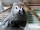 Papouí zoo v Boovicích na Vykovsku vznikla v roce 2008. Výdlená není,...