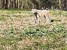 Jen n�kolik kilometr� od Ostravy se poda�ilo zaznamenat vlka.