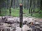 V severním Polsku nedaleko msta Bydho (Bydgoszcz) byly nalezeny zbytky...