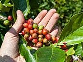 Kávovník liberijský, z n�ho� pochází druh kávy nazývaný liberica