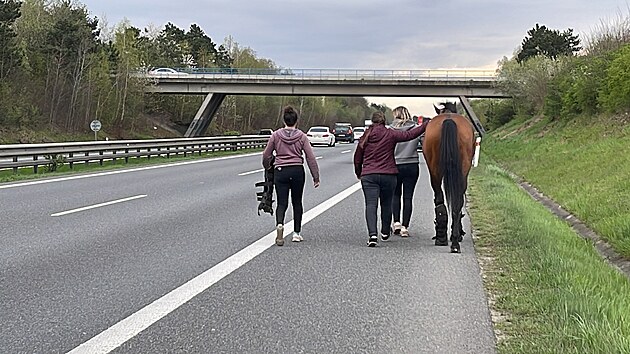 Provoz na dlnici D11 ve smru na Prahu blokuj dva kon, utekli z pevrcenho pvsu. (23. dubna 2023)