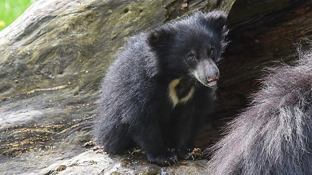 Sameek medvda pyskatho se ve zlnsk zoo narodil na konci roku 2022. Dosud zstval s matkou v chovatelskm zzem, nyn jej u uvid nvtvnci ve venkovnm vbhu. (duben 2023)