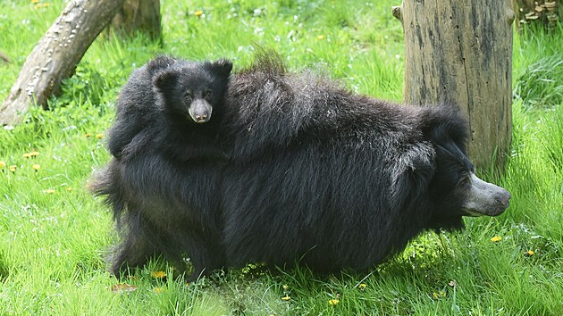 Sameek medvda pyskatho se ve zlnsk zoo narodil na konci roku 2022. Dosud zstval s matkou v chovatelskm zzem, nyn jej u uvid nvtvnci ve venkovnm vbhu. (duben 2023)