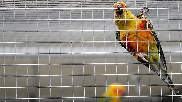 Zoo v Boovicch na Vykovsku chov 58 druh papouk, mezi nimi i nkolik vzcnch.