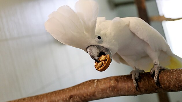 Papou zoo v Boovicch na Vykovsku vznikla v roce 2008. Vdlen nen, manel krhkovi v n chtj pedevm it osvtu.