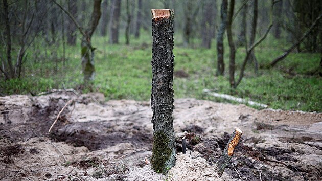 V severnm Polsku nedaleko msta Bydho (Bydgoszcz) byly nalezeny zbytky vojenskho objektu. (27. dubna 2023)