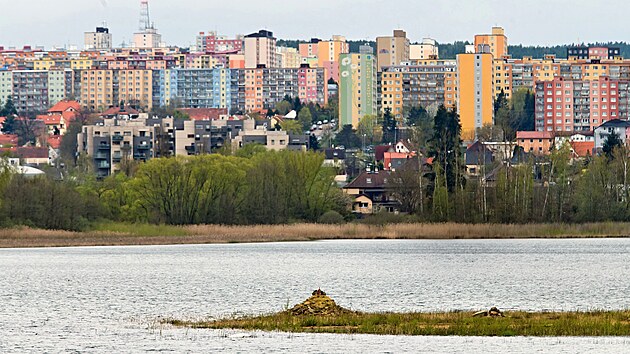 Hladina Velkho Boleveckho rybnka v Plzni pomalu stoup dky umlmu dopoutn z Berounky. Voda u zaplavuje ostrvek uprosted rybnka a tak nletov deviny uchycen na bezch, kter byly lta bez vody. (25. 4. 2023)