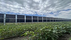 Agrofotovoltaiku u� mají nainstalovanou zem�d�lci v N�mecku, Nizozemsku,...