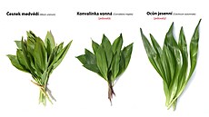 Pozor na zámnu u rostlin